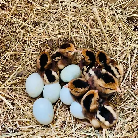 La Ferme Aux Oeufs Bleus * Carla-Bayle